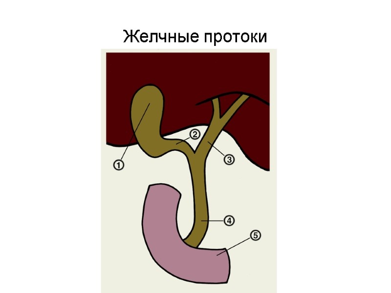 Желчные протоки